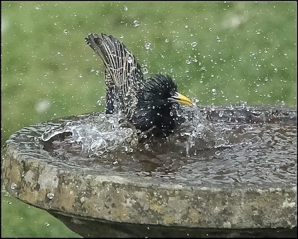 starling